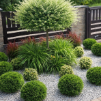 Tuja západná (Thuja occidentalis) ´DANICA´ - výška 15-25 cm, kont. C2L